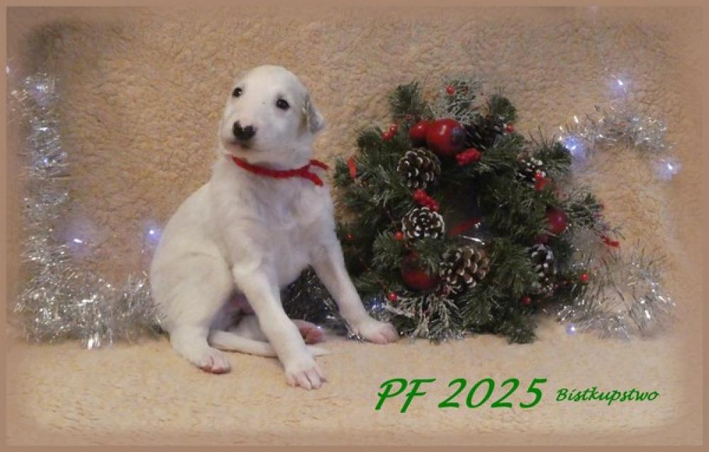 PF 2025