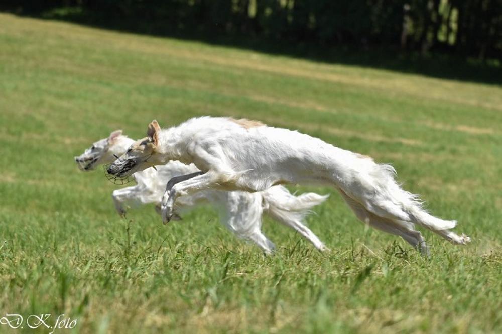 Sirael a Umnitsa Bistkupstwo