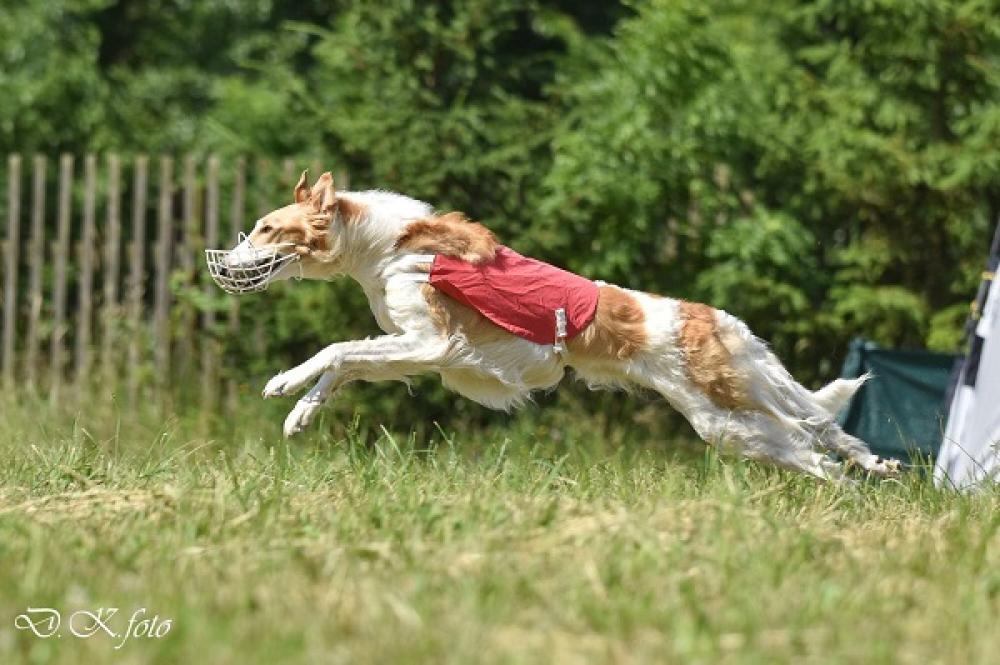 JCH Undina Bistkupstwo "Dora"