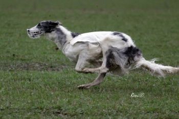 Křídlovka Bistkupstwo, CACIL