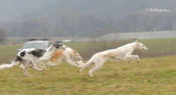 Trojběh na tréninku