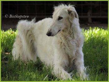 Ch Quillaia Bistkupstwo