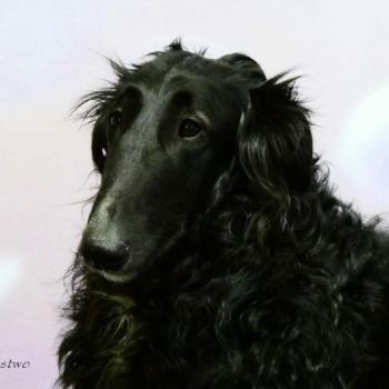 Toyen Bistkupstwo, 2 roky