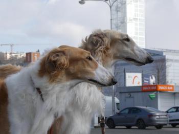 Undina a Ulf Bistkupstwo