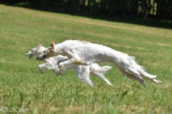 Sirael a Umnitsa Bistkupstwo