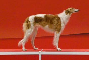 CH, JCh Undina Bistkupstwo